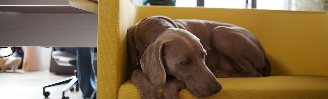 Emmener son chien au bureau : toutes les bonnes raisons !